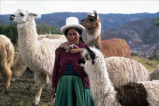 女人,农民,哺乳动物,喇嘛,印第安,库斯科市,秘鲁,南美,动物