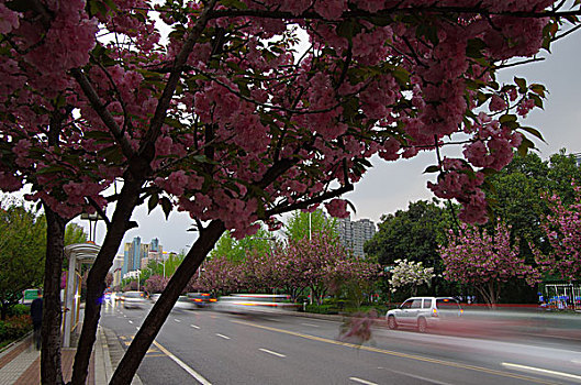 城市道路和樱花