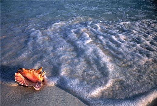 海贝,海浪,坎昆,墨西哥