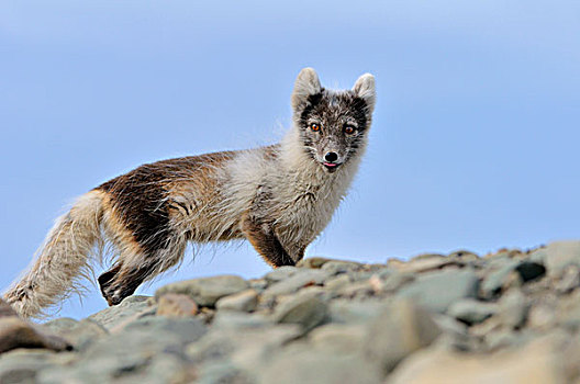 北极狐,斯瓦尔巴特群岛,挪威