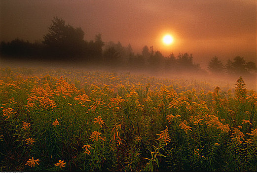 秋麒麟草属植物,日出,靠近,吊舱,新布兰斯维克,加拿大