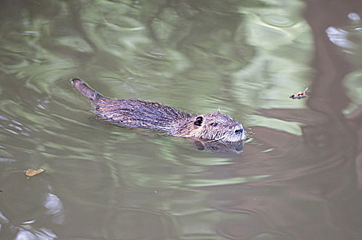 河狸鼠,游泳,水塘