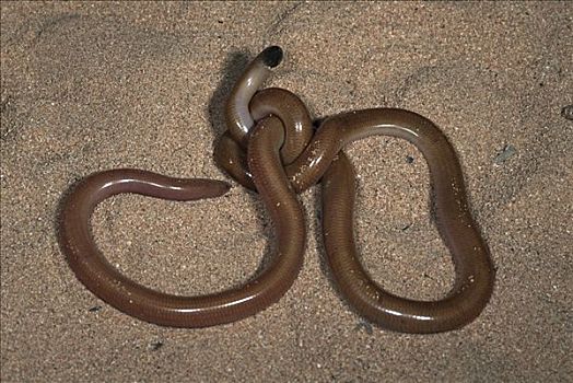 蛇,沙子,防卫姿势,尾部,头部,混淆,食肉动物,国家公园,西澳大利亚