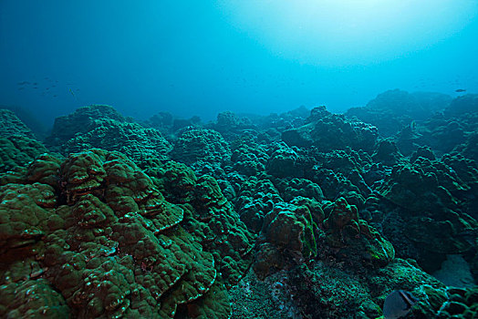 珊瑚礁,沃尔夫岛,加拉帕戈斯,厄瓜多尔