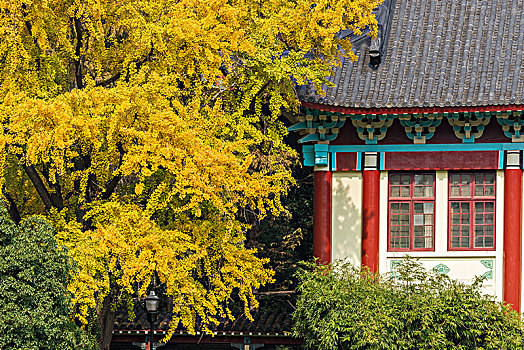 南京师范大学校园的百年老银杏树