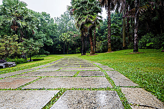 亚热带,热带风光,植物园