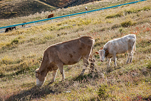 新疆阿勒泰地区喀纳斯山坡草场的牛羊群