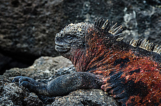 加拉帕戈斯群岛,厄瓜多尔,岛屿,红色,海鬣蜥,火山岩,石头,背景