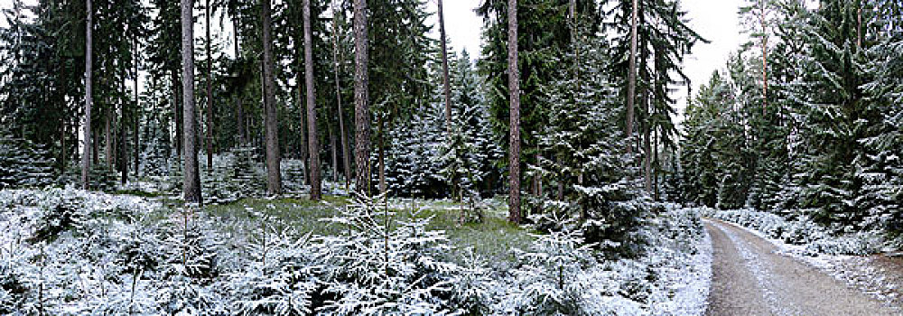 树林,冬天,普拉蒂纳特,巴伐利亚,德国,欧洲