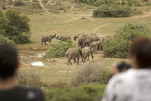阿多大象国家公园