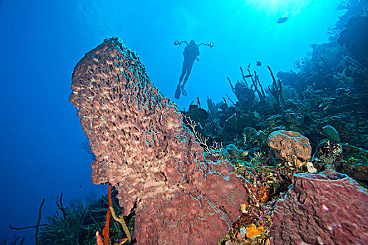 潜水,水下,巨大,海绵,海湾群岛,洪都拉斯,中美洲