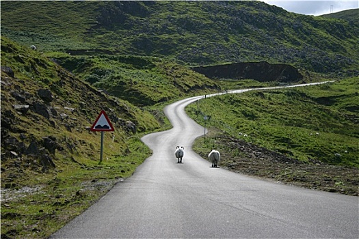 绵羊,途中,苏格兰