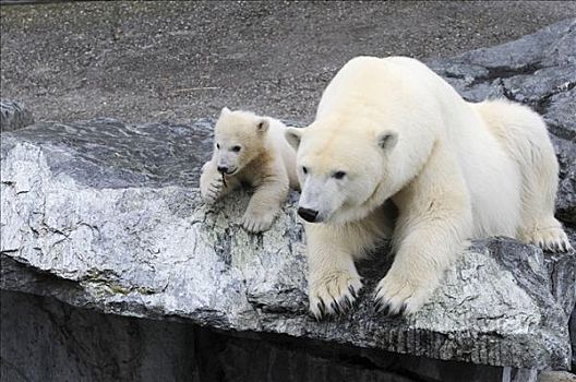 北极熊,幼兽,年轻,母兽,斯图加特,动物园,德国,欧洲