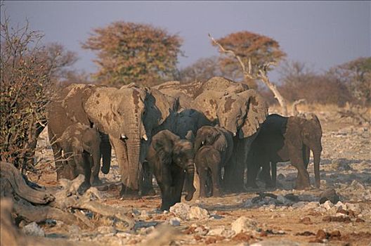 非洲象,牧群,水坑,埃托沙国家公园,纳米比亚