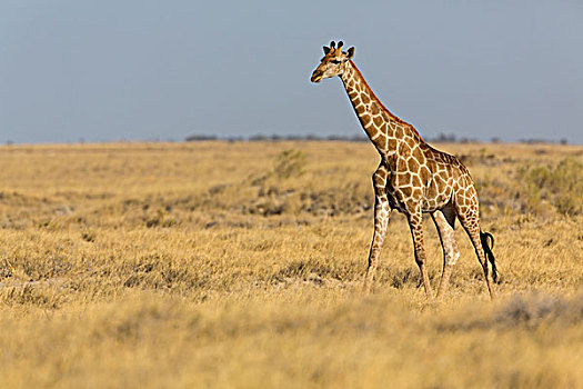 长颈鹿,道路,水坑,纳米比亚