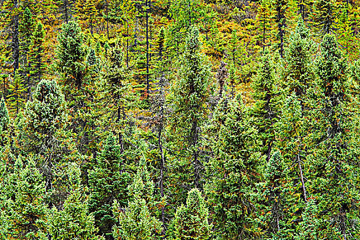 黑色,云杉,北方针叶林,阿尔冈金省立公园,安大略省,加拿大