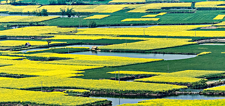 安徽省芜湖市响水涧油菜花田园乡村自然景观