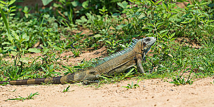 绿鬣蜥,潘塔纳尔,巴西,南美