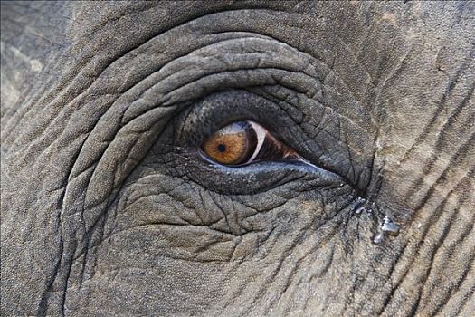 亚洲象,象属,眼,班德哈维夫国家公园,印度