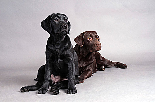 黑色拉布拉多犬,坐,靠近,卧,褐色,拉布拉多,狗,猎犬