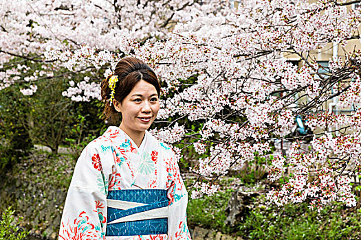 传统,衣服,女人,和服,花,樱桃树,小路,京都,关东地区,本州,日本