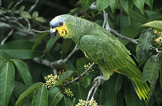鹦鹉,栖息,侧面,潘塔纳尔生态系统,巴西