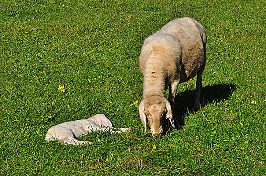动物,羊羔,草地,卧