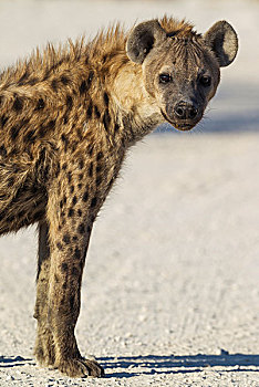 斑点,鬣狗,斑鬣狗,幼小,埃托沙国家公园,纳米比亚,非洲