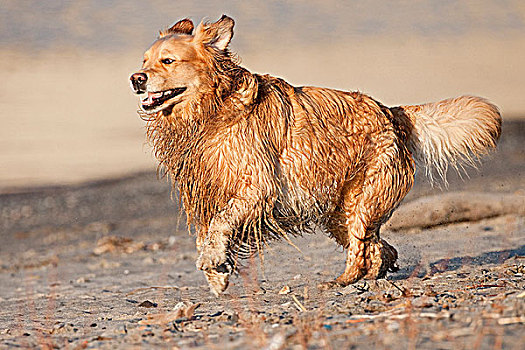 金毛猎犬,狗,跑,海滩