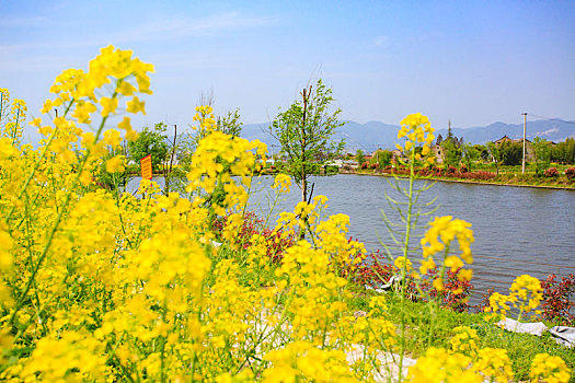 水,树,护岸,松木桩