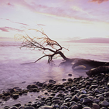 浮木,石头,海滩,早晨