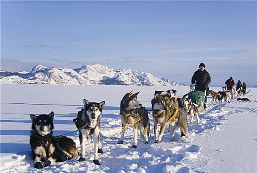 雪橇狗,雪橇,狗,休息,冰,冰冻,育空地区,加拿大,北美