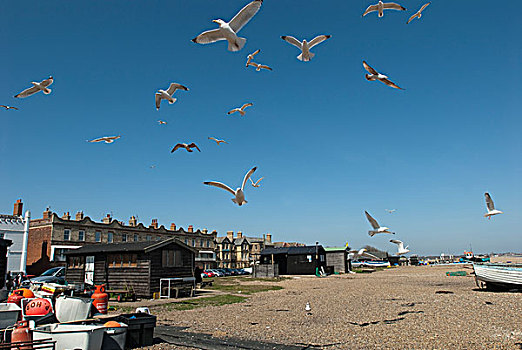 海鸥,飞行,高处,鱼,小屋,奥尔德堡,海滩,英国