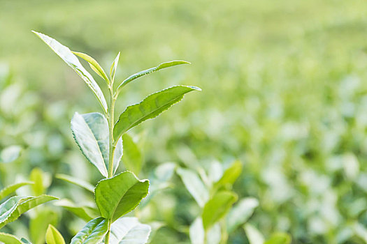 特写,绿茶种植园