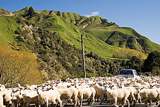 绵羊,道路,北岛,新西兰