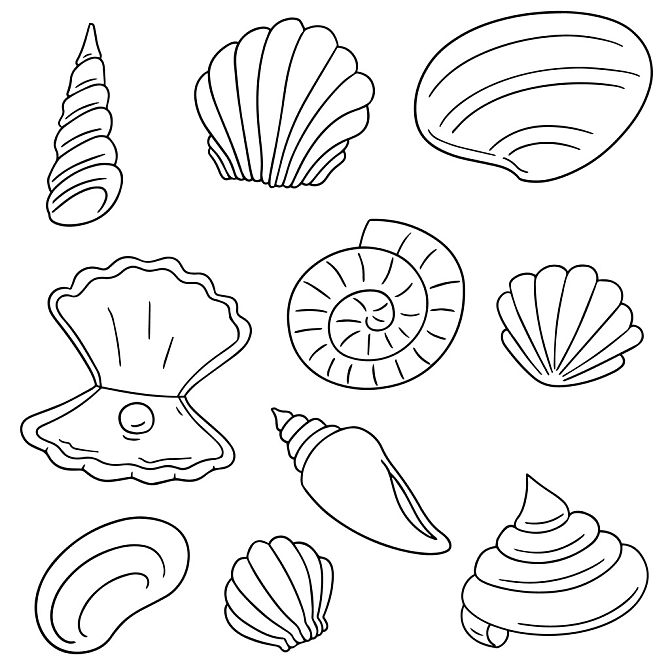 矢量,海螺壳图片_矢量,海螺壳高清图片_全景视觉
