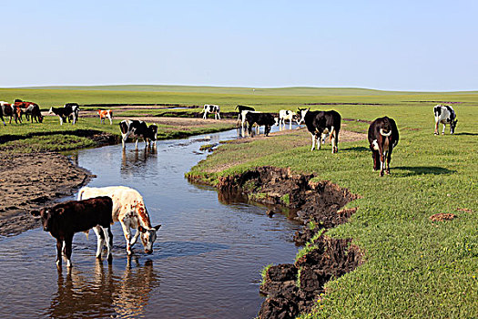 草原,牧场,河流,牛