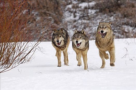狼,蒙大拿,美国
