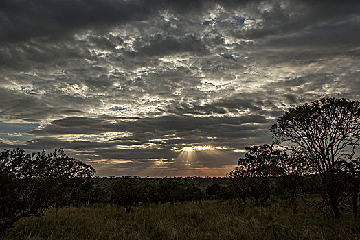 塞伦盖蒂国家公园,坦桑尼亚