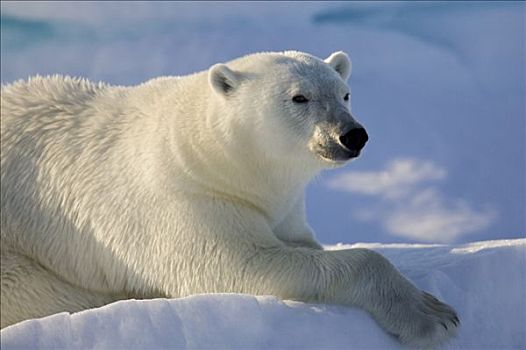 北极熊,休息,斯匹茨卑尔根岛,挪威,北极