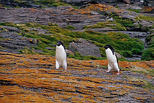 南极,南,奥克尼群岛,阿德利企鹅,走,上方,苔藓,遮盖,石头