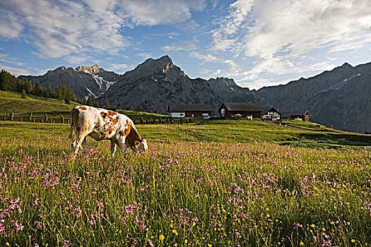 母牛,山地牧场,北方,提洛尔,奥地利,欧洲