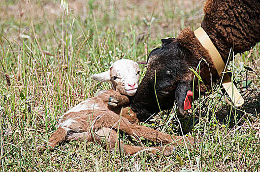 喀麦隆,绵羊,母羊,相似,羊羔