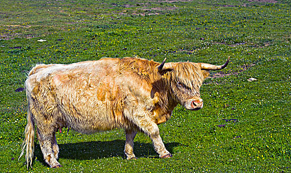 高原牛,站立,草场,苏格兰,英国,欧洲
