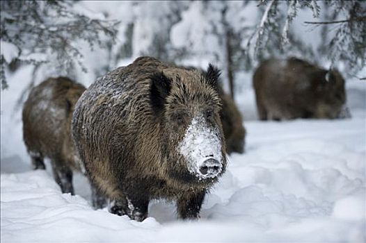 野猪,积雪,树林,户外,围挡,巴伐利亚森林国家公园,巴伐利亚,德国,欧洲