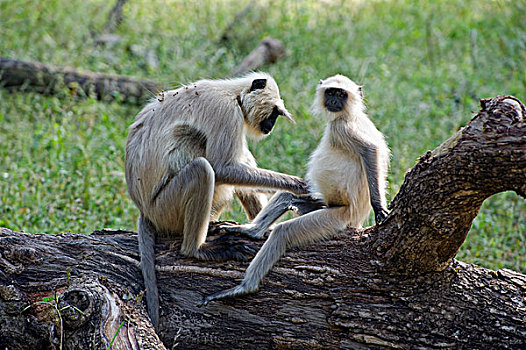 哈奴曼,叶猴,长尾叶猴,一对,班德哈维夫国家公园,印度