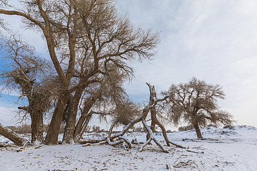 胡杨林,冬季,雪景