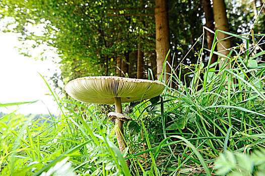 伞状蘑菇,高环柄菇,巴伐利亚,德国,欧洲