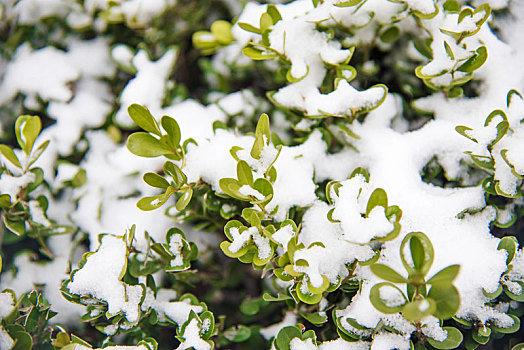 冬季被雪花覆盖的绿色植物叶片