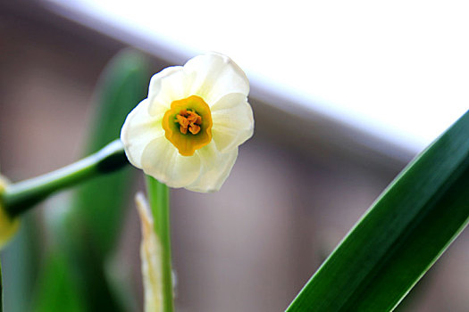 水仙花